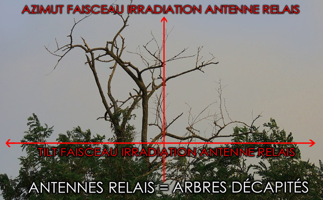Arbre_Decapite_Faisceau_irradiation_antennes_relais_azimut_tilt_Flyer_News_DSCN2855