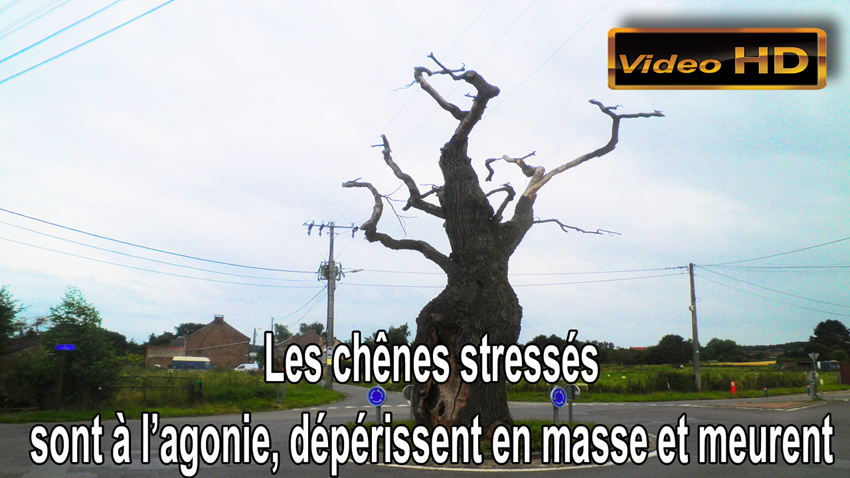 Chenes_stresses_deperissent_en_masse_850.jpg