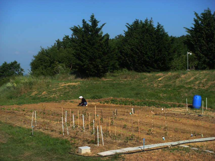 EHS_Refuge_Jardin_potager_cote_est