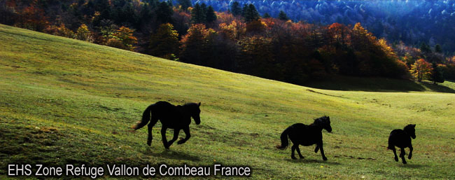 EHS_Vallon_Combeau_Drome_France_IMG_3654_news_650