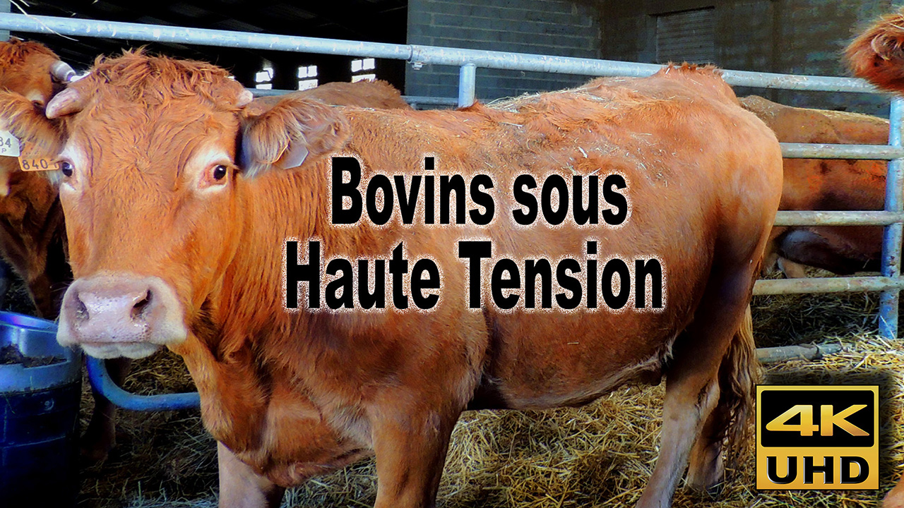 Elevage_Vaches_Col_de_Baccus_Plan_de_Baix_1280_DSCN0502.jpg