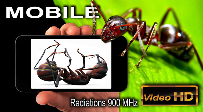 Fourmis_Rayonnement_Telephone_Mobile_flyer_News