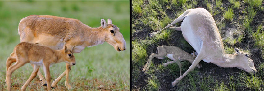 Kazakhstan_antilopes_saiga_pollution_850.jpg