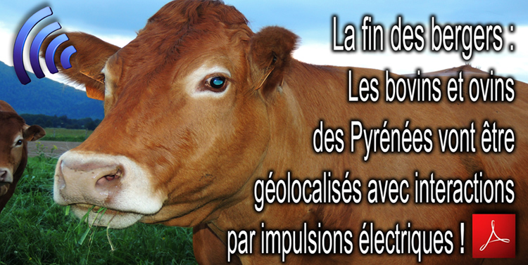 La_fin_des_bergers_Les_bovins_et_ovins_des_Pyrenees_vont_etre_geolocalises_avec_interactions_par_impulsions_electriques_Flyer_750_DSCN9877