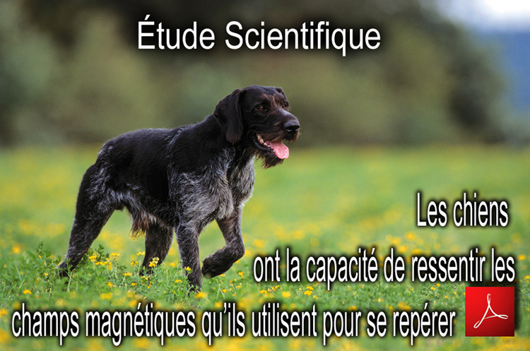 Les_chiens_ont_la_capacite_de_ressentir_les_champs_magnetiques_qu_ils_utilisent_pour_se_repere_flyer_750_04_01_2014.jpg