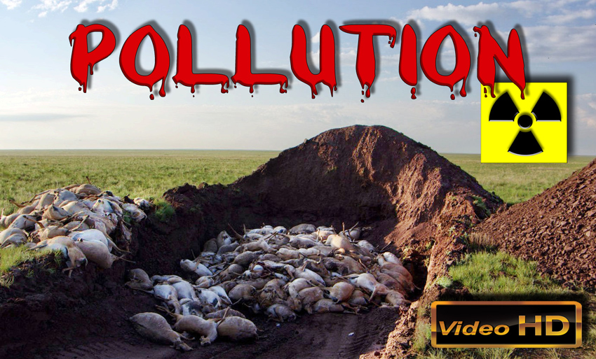 Pollution_mortelle_de_masse_antilopes_saigas_Kazakhstan_06_2015_850.jpg
