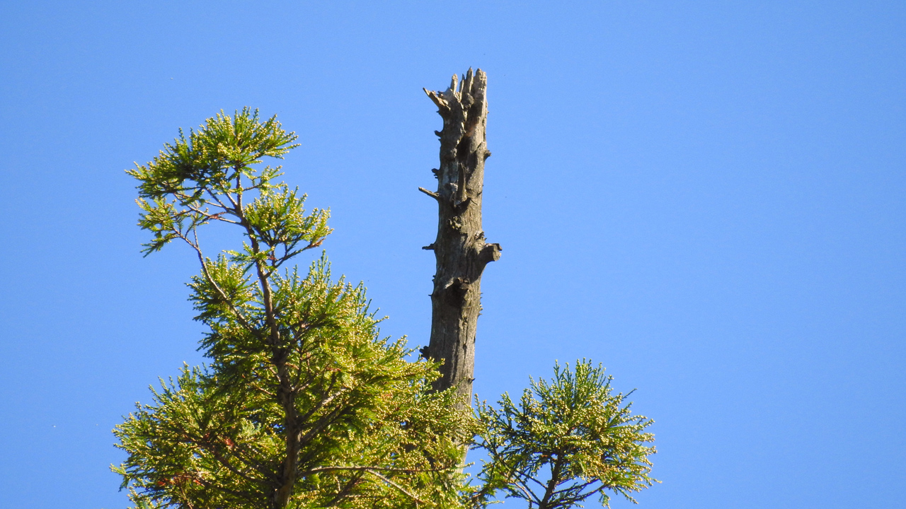 Sequoia_geant_Crest_ancien_foudroiement_1280_DSCN3504.jpg