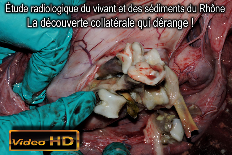 Silure_Rhone_116cm_dissection_controle_radiologique_31_08_2014_flyer_750_DSCN9663.jpg