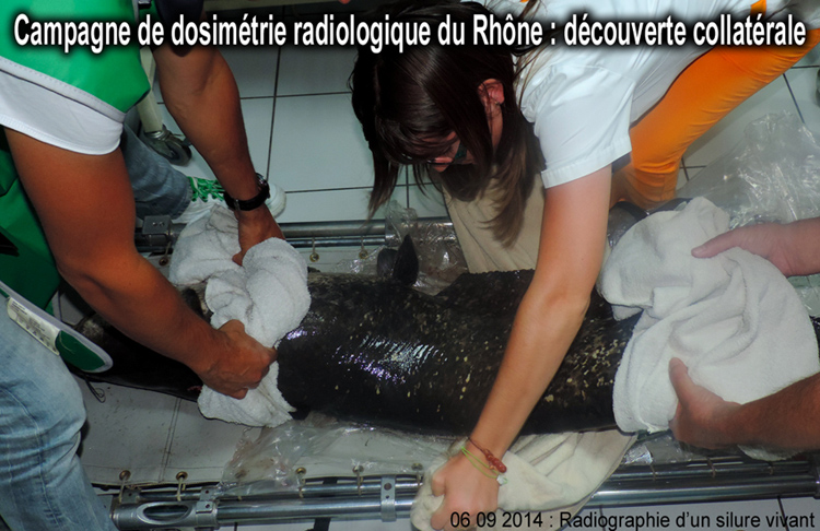 Silure_radiographie_preparation_06_09_2014_155cm_750_DSCN8603.jpg